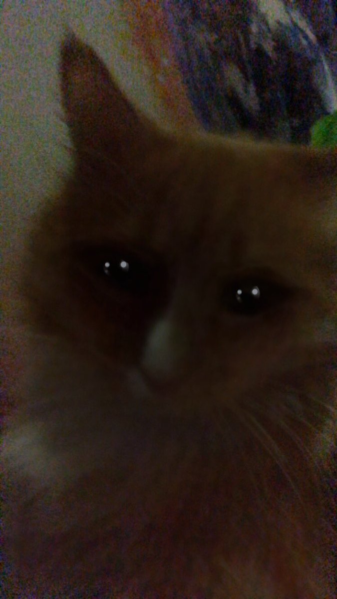 ScreamingSassy's tweet image. dade put filtor on me, habppy spook dey!
#CatsOfTwitter 
#Cats