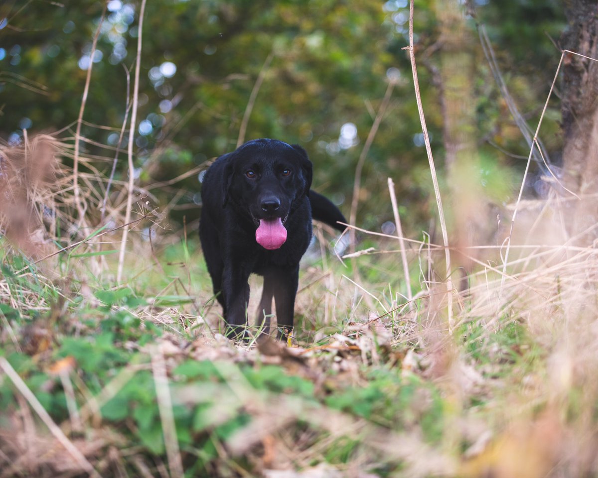 lurcherwork's tweet photo. #labrador #labradorretriever #workingdog #gundog #blacklab #birddog #blacklabrador #workinglab https://t.co/Vg0YJQtW5S