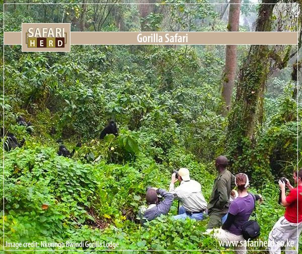 SafariHerd's tweet photo. Looking for a once in a lifetime experience? 
A hike to the tropical forests of #Africa to see the mountain #gorillas in their natural habitat will do. #Covid19 Updates: #Bwindi and #Mgahinga parks have been reopened. You can now trek the gorillas of Uganda. https://t.co/8wvzMGlCyG
