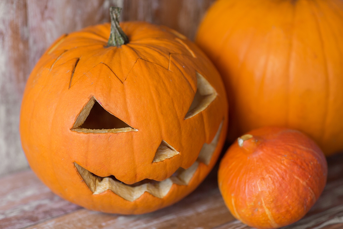 JardiBotanicUV's tweet photo. 🎃Quan són les plantes les que fan por...🌿💀 des de #Espores, la revista divulgativa sobre plantes del #Botànic, us oferim aquesta selecció dels nostres personatges vegetals més monstruosos que, potser, us facen tremolar!
👀👉🏻 https://t.co/pFz012wxLW https://t.co/E6d47JN0Bi