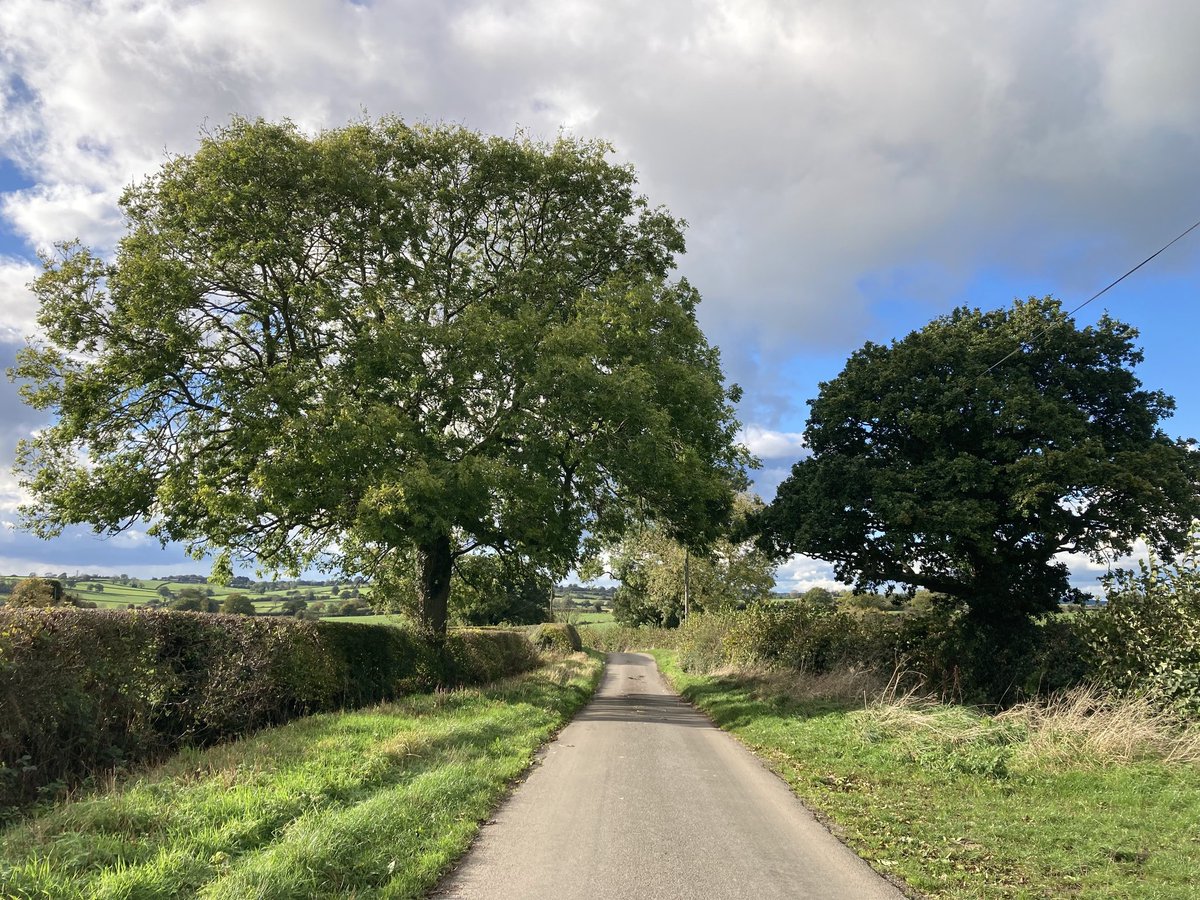 HillFarmBnB's tweet photo. The first time in ten days that my walk has taken me by these trees. Some Ash nearby have lost most of their leaves in the strong winds but not this one. The promised sunny afternoon seems elusive but tall hedges shelter me. #walking #treeproject #Derbyshire https://t.co/SToS8ILTgX