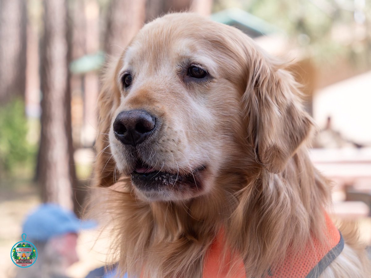 Troop1887's tweet photo. Always a pleasure to see #MayorMax! So glad our @Troop1887 Scouts got to visit with  Mayor Max at WebelosWoods #CampEmerson earlier this month. #Troop1887 #Idyllwild #WebelosWoods https://t.co/S1EQLsmV7K