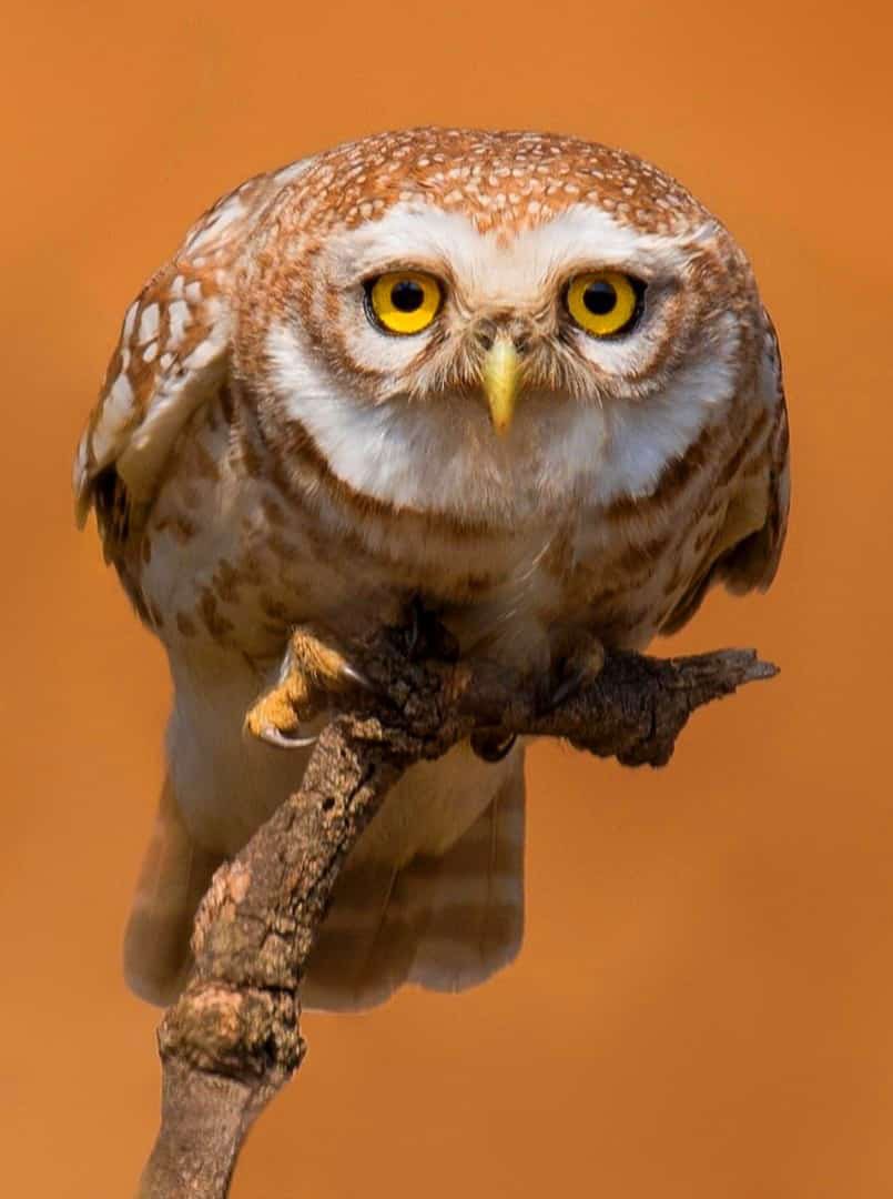 arsched's tweet photo. “An owl is the wisest of all birds because the more it sees the the less it talks."
- Christie Watson.
#photography by @KhursheedMian @mkclickncapture https://t.co/kRp912n9dv