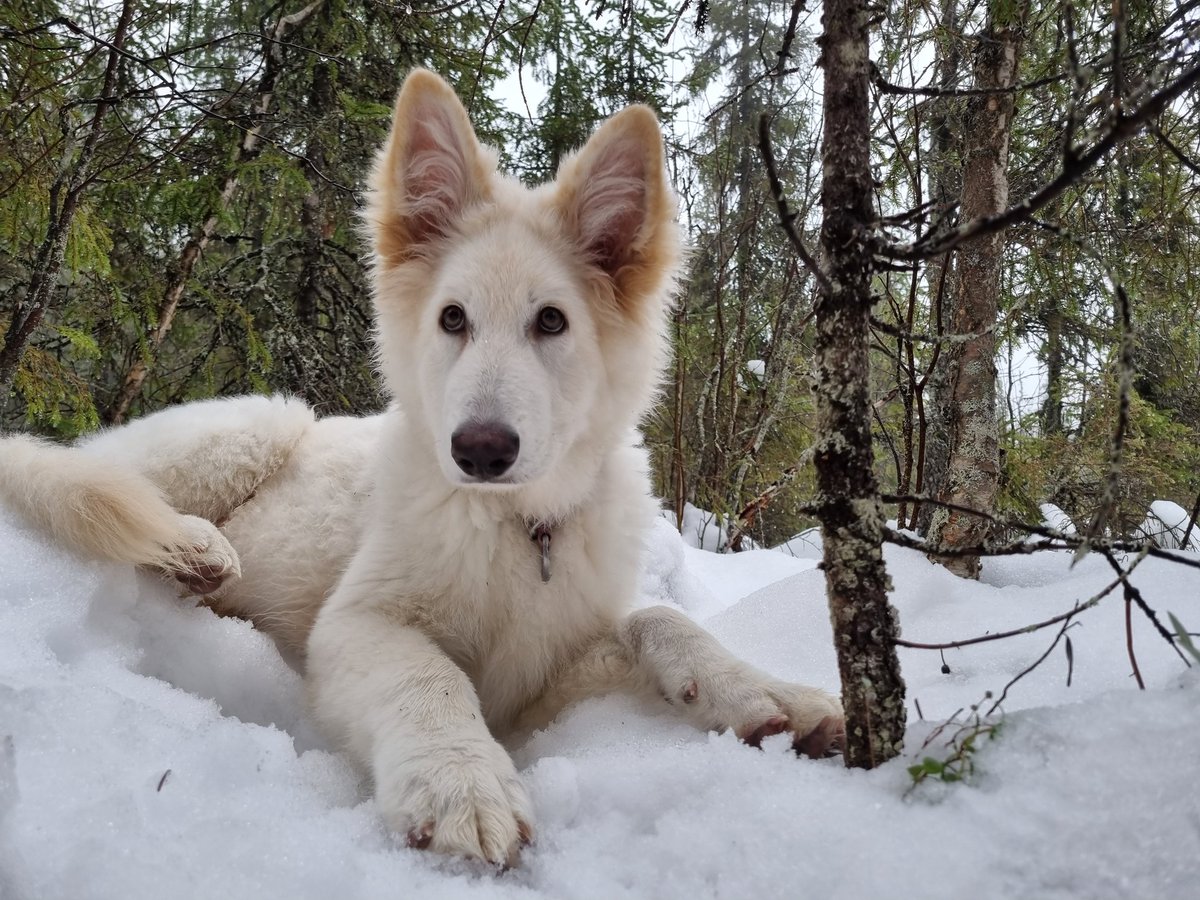 LiseL_Divelli's tweet photo. Sällan på Twitter längre. Pluggar till uska, ny hundvalp, lycklig i Kalix, ska totalrenovera köket, blandar stockholmska med Kalixmål, uppskattad på jobbet. Att skriva på nya boken är på vänt. https://t.co/6qV7vbM4wP