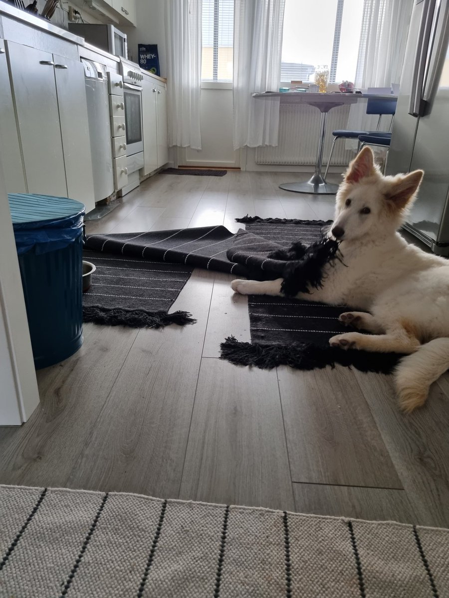 LiseL_Divelli's tweet photo. Sällan på Twitter längre. Pluggar till uska, ny hundvalp, lycklig i Kalix, ska totalrenovera köket, blandar stockholmska med Kalixmål, uppskattad på jobbet. Att skriva på nya boken är på vänt. https://t.co/6qV7vbM4wP