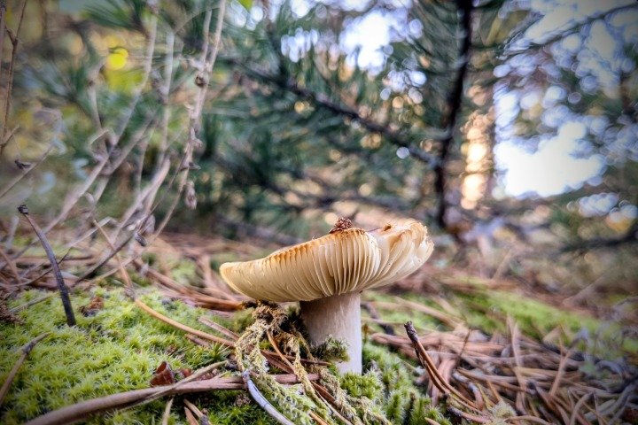 optimiced's tweet photo. When shooting macro, there are moments when phone camera lenses can be as good as real camera lenses. :-) 
https://t.co/dupmxDehnv #PixelDailyPhoto #OptimicedBlog https://t.co/VsgAhpM4fr