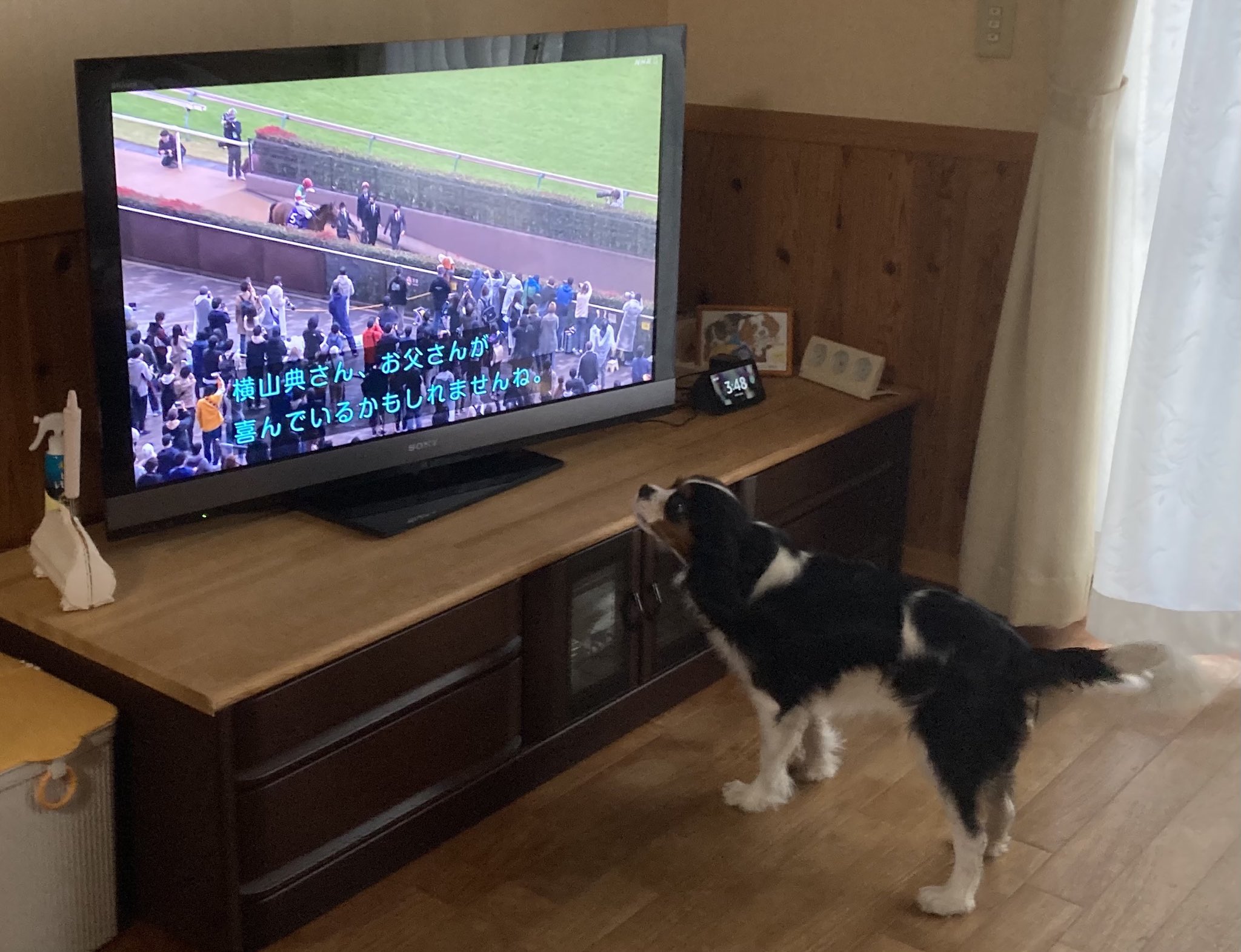 モカハル テレビの馬に向かって吠える きゃわりあ キャバリア T Co Xpsgi8vrph Twitter