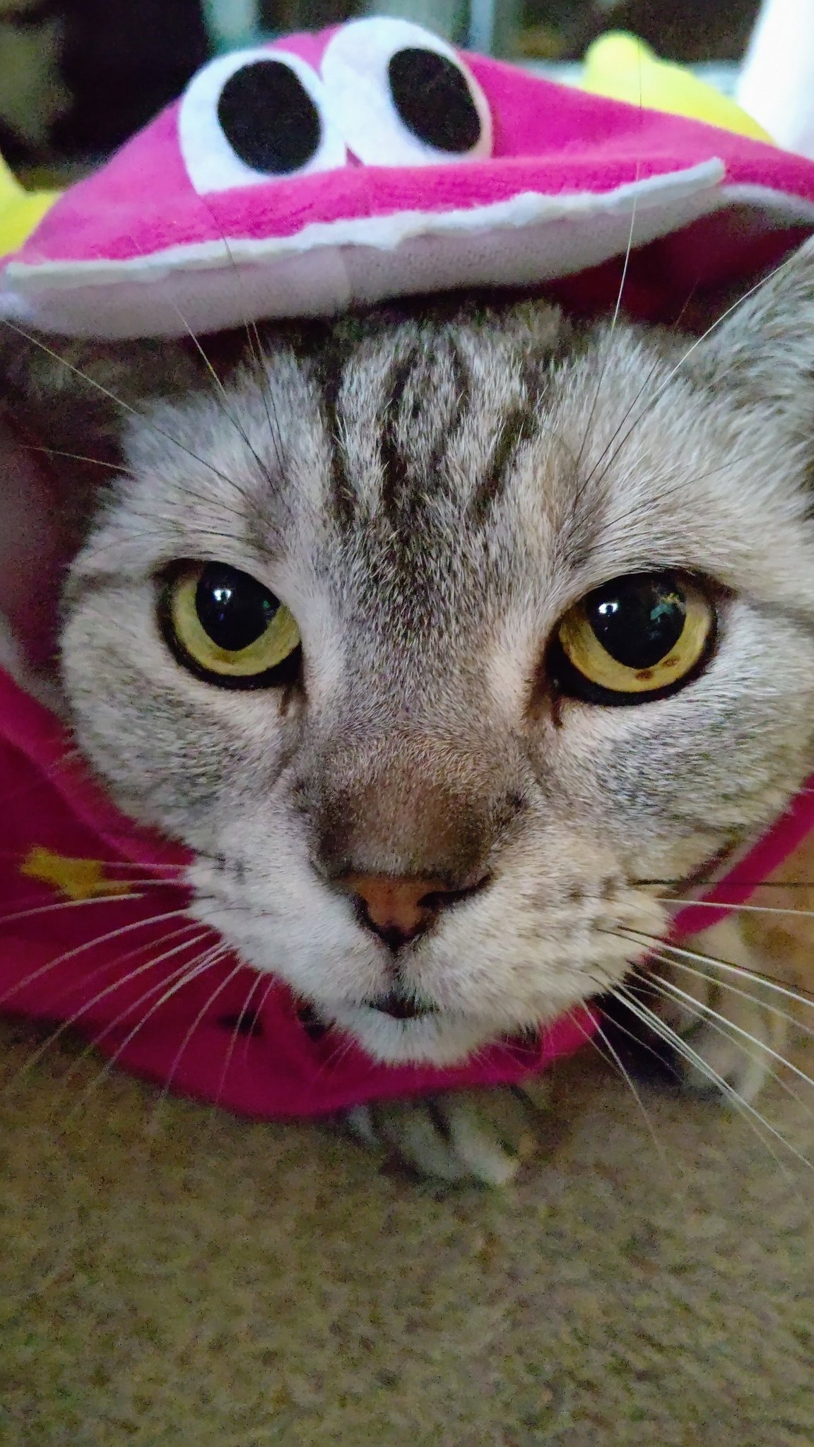 猫カフェ まるまる Neko Marumaru Twitter