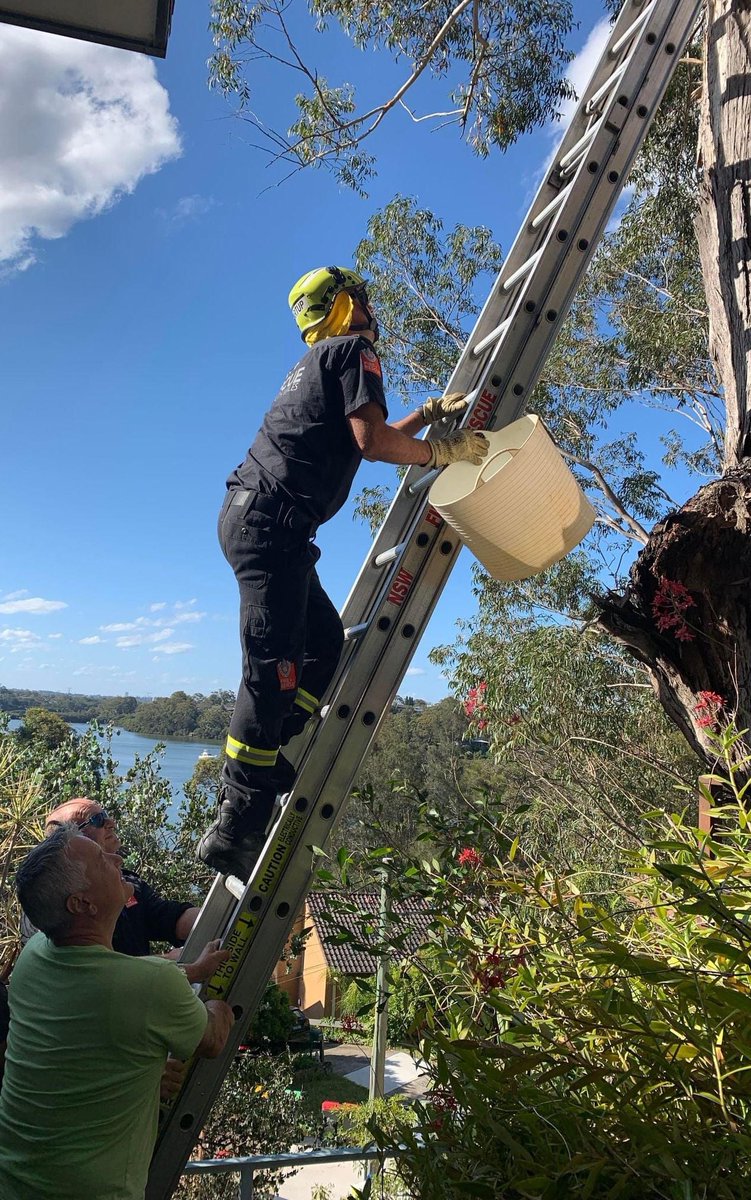 FRNSW's tweet photo. RIVERWOOD | A family of ducks became separated today when one was stranded in a box up a tree. The #FRNSW crew from Riverwood Fire Stn quickly rose to the occasion by using an extension ladder. They safety picked up and returned the short-term orphan to a very happy mother duck. https://t.co/l42BB1Kw3F