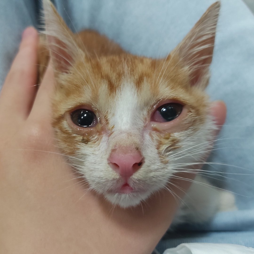saintmillthecat's tweet photo. 눈에 불을 켜고 봐도 찾기 힘들 정도로 작고 아팠던 아기고양이가 이렇게 예뻐질 줄 누가 알았을까요? 레오 심바, 부추, 밀이 같은 우리 곁의 길고양이에게 관심을 가져 주세요. 사지 말고 입양해주세요 😘 https://t.co/M1bfFWKuiu