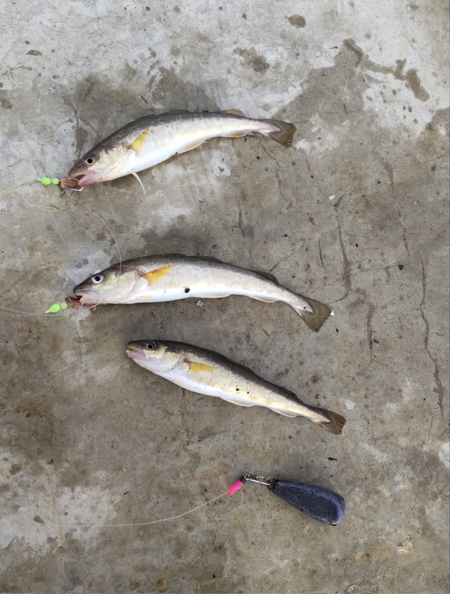 K Kikuchi 今日もコマイ釣り ３本針に３匹ついてきた 笑 北海道 釧路 コマイ 釣り T Co Pkasvkdsty Twitter