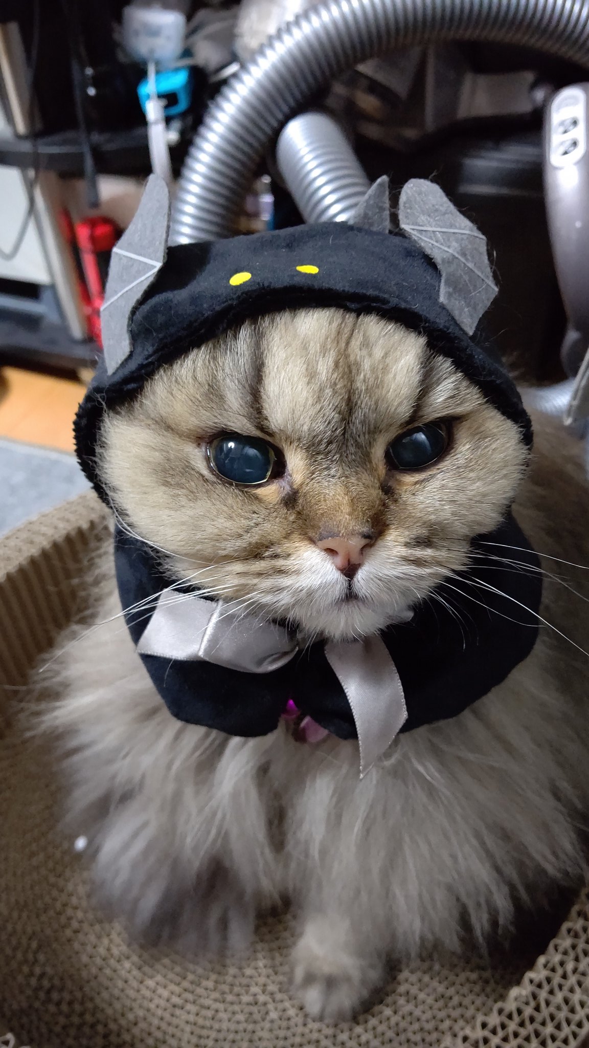 猫カフェ まるまる Neko Marumaru Twitter