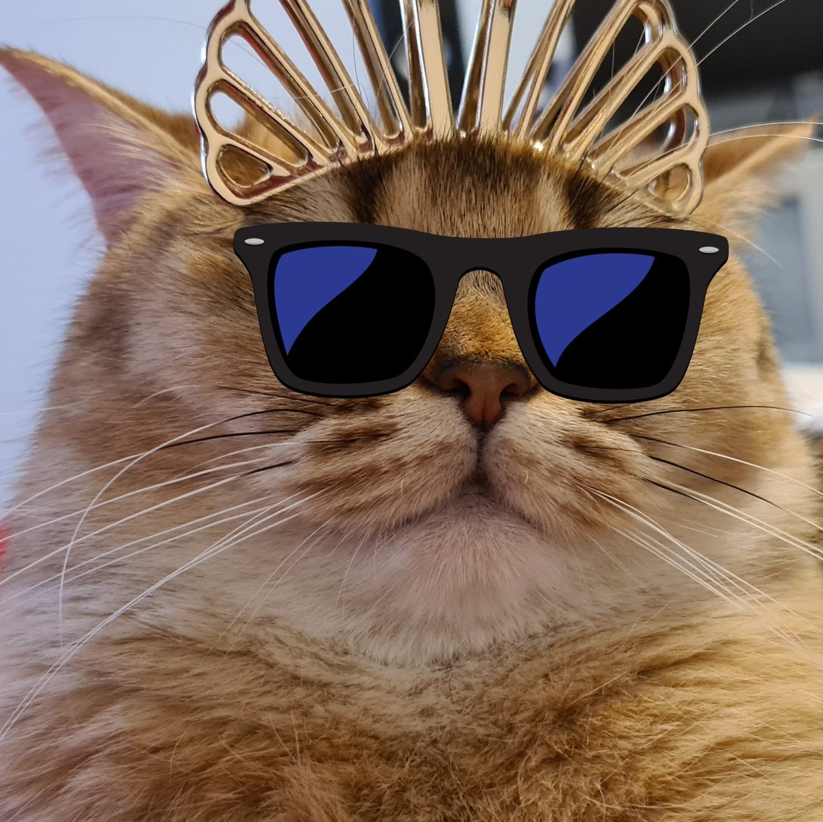 Yolanda2A's tweet photo. #catecoin is the next #shiba coin https://t.co/mdE1r3l4f3