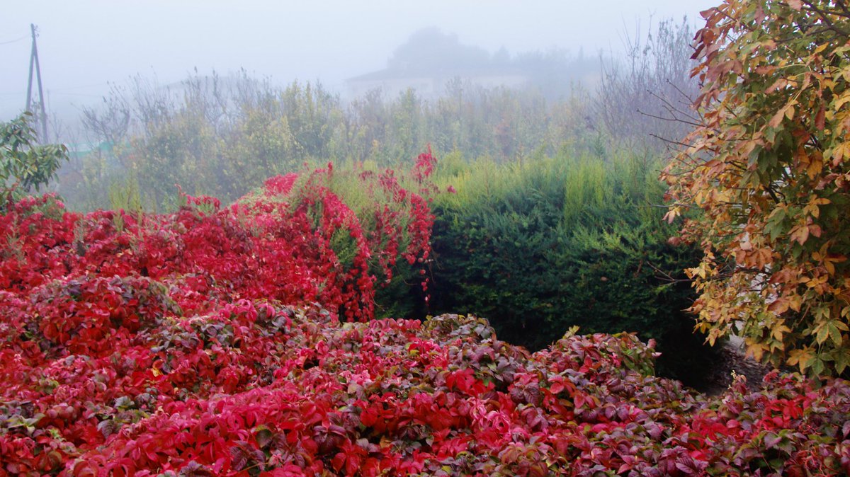 Bon dia! Darrer dia d’octubre, amb boira, 14°C i gaudint dels colors de la natura a #ivarsdurgell ⁦<a href="/ARAmeteo/">ARA Méteo</a>⁩ ⁦@eltempsTV3⁩ ⁦<a href="/meteorac1/">Meteorologia RAC1</a>⁩ ⁦<a href="/SoniaPapell/">Sònia Papell Caimons</a>⁩ ⁦<a href="/catexperience/">Catalunya Experience</a>⁩ ⁦<a href="/LABOIRADEPONENT/">Laboiradeponent</a>⁩ ⁦<a href="/AlfredRPico/">Alfred Rodríguez Picó</a>⁩ ⁦<a href="/Eng_Agronoms/">Enginyers Agrònoms de Catalunya</a>⁩