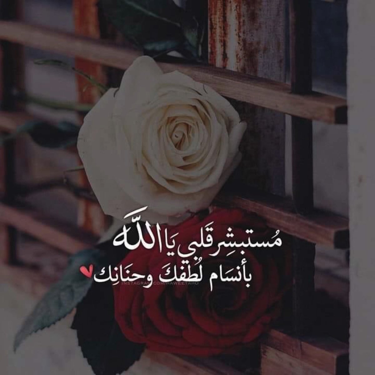 📩🕊🌹فى الصباح 

اللهـمّ سعـادة القـلب و قـرّة العيـن وجميـل 
البشائـر و سجـدة الفـرح العميقـة .. 🤲♥️🥀
                                                  ________صباح الخير والسرور ❤️🌿🌿