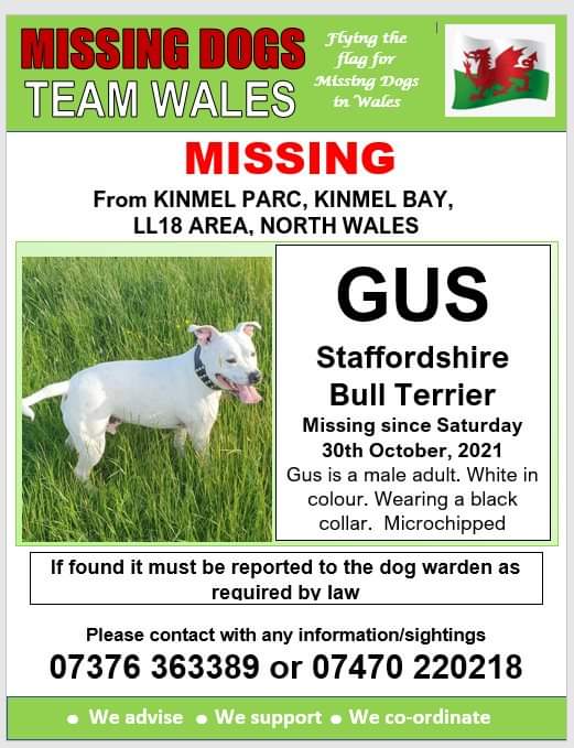 missingdogwales's tweet photo. ‼URGENT SHARES - SPOOKED BY #
FIREWORKS‼
💥#GUS IS MISSING FROM KINMEL PARC, #KINMEL
BAY, #LL18 AREA, NORTH WALES SINCE SATURDAY, 30TH OCTOBER, 2021💥
🔺MICROCHIPPED🔺
Gus ran along the cut and could have headed towards Rhyl or Rhuddlan. https://t.co/UydWfhOoke