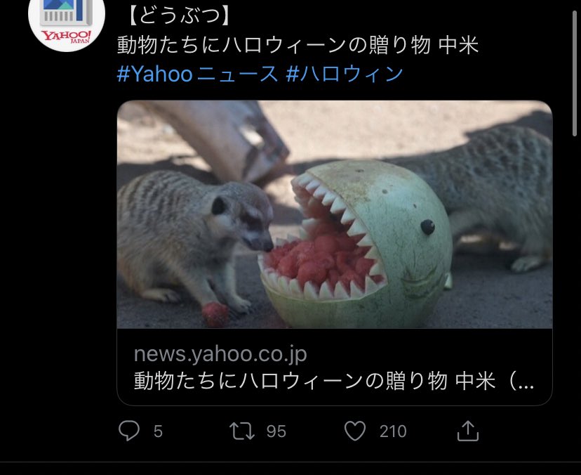 iziz_252's tweet photo. 中米の動物私よりハロウィン謳歌してて草泣きそう https://t.co/a8MZubXEBk