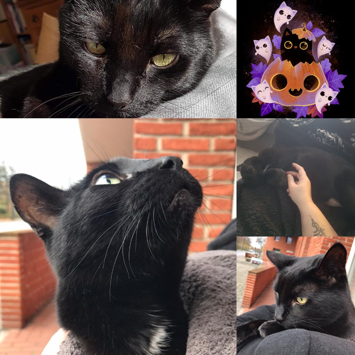 It is already a year without cuddles and hearing you purr 🐈‍⬛😔 
#hauntinghalloweencatforever 
#catsagram #catmemorial #inmemoriamofBaileys 💙