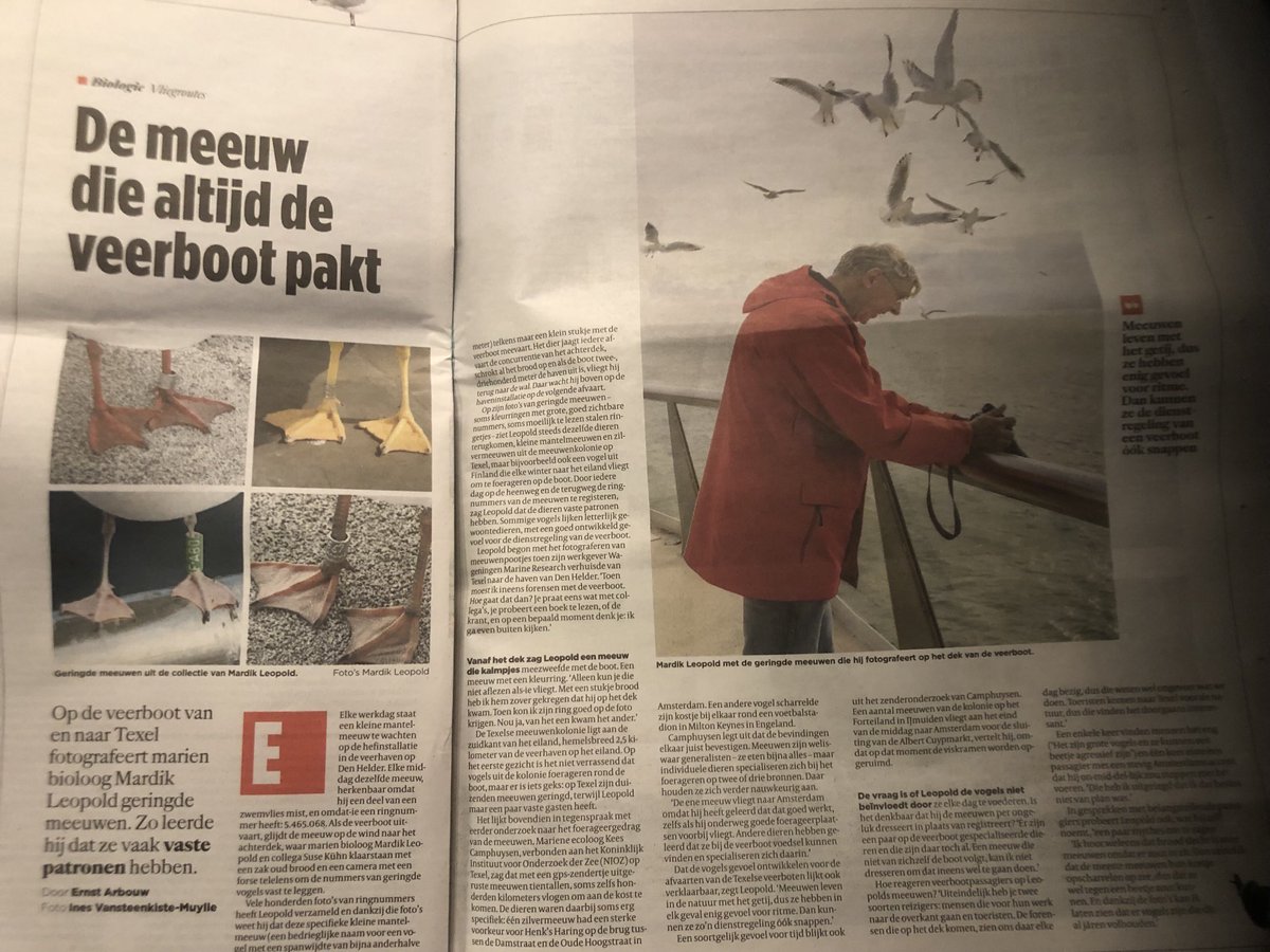 waddenhof's tweet photo. Altijd dezelfde meeuwen die meevliegen https://t.co/yXy6qGvctY