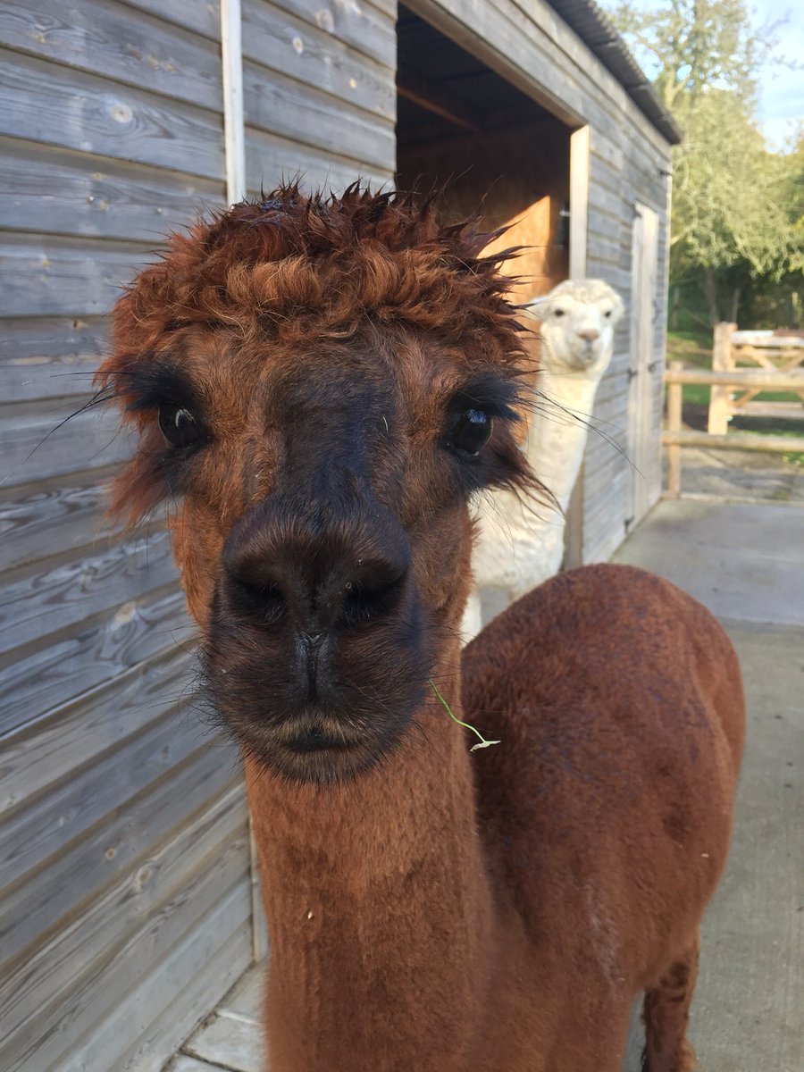 SherylWalpole's tweet photo. Just one more night at this #housesit Thanks @Housesitting for giving me this opportunity & so many others. Next housesit, some rare sheep! #alpacas #CatsOfTwitter #housesitting #TeamTrusted https://t.co/8zesI6psFy