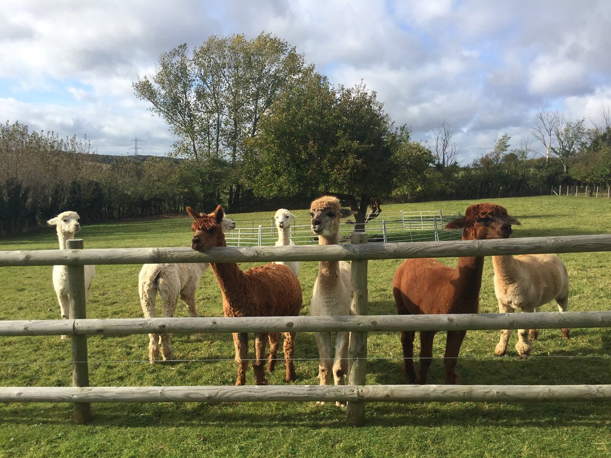 SherylWalpole's tweet photo. Just one more night at this #housesit Thanks @Housesitting for giving me this opportunity & so many others. Next housesit, some rare sheep! #alpacas #CatsOfTwitter #housesitting #TeamTrusted https://t.co/8zesI6psFy