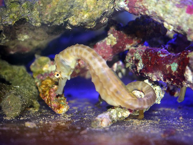 海水魚ショップ ナチュラル Natural Shop Twilog