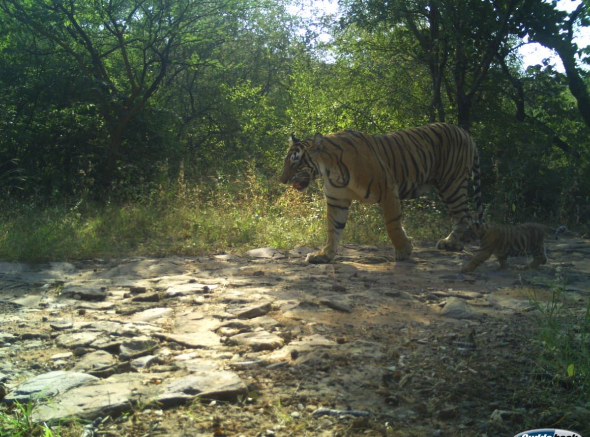bothradinesh3's tweet photo. #T63 is camera trapped on October 29 with 3 cubs at Chinawali top in Khandar range. T63 is the daughter of T19. Age of cubs is around 3 months.
Now RTR 1 is having 20 adult Male,30 adult female and 27 cubs. https://t.co/qgA4MQWaCP