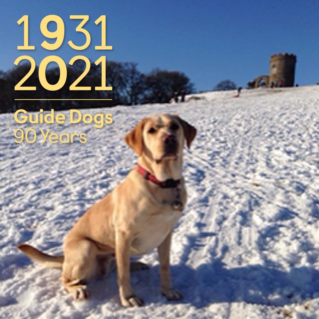 LeicsGuideDogs's tweet photo. Bumble is celebrating #GuideDogs90 as she has produced many @guidedogs #LifeChanger over the years and loves her walks @BradgatePark. Thanks to The Cherry Tree #LittleBowden who kindly host one of our counter-top collecting dogs. #GuideDogsFamily https://t.co/zKLBMsn9dM https://t.co/15WYsqLBIw