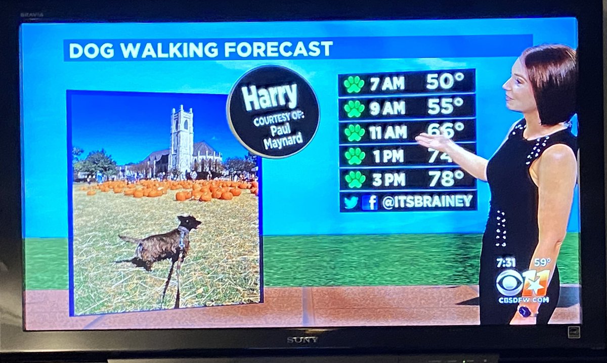 harrydiscovers's tweet photo. Thanks Amanda Rainey at @CBSDFW for the shout out!  #harrydiscovers #dogsontv @PaulEM53 @pamreeder @CoffeeWClaireTV @CBSLuckyDog https://t.co/ZhfGfnAQ6B