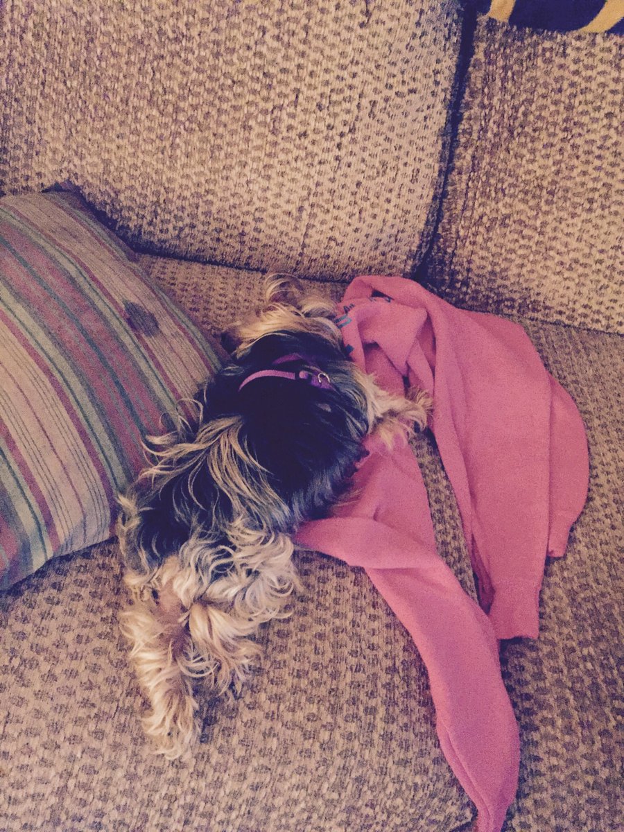 insanityhill's tweet photo. My Heart 💔My Sassy has crossed #RBB 🌈 God brought her into my Life 17 years ago and She brought a Light to my Life I LOVE YOU Sassy♥️💔♥️🌈 https://t.co/jTWRJiYRAr
