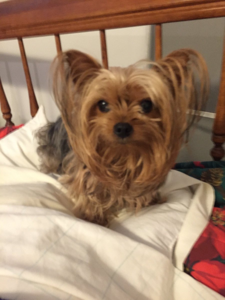 insanityhill's tweet photo. My Heart 💔My Sassy has crossed #RBB 🌈 God brought her into my Life 17 years ago and She brought a Light to my Life I LOVE YOU Sassy♥️💔♥️🌈 https://t.co/jTWRJiYRAr