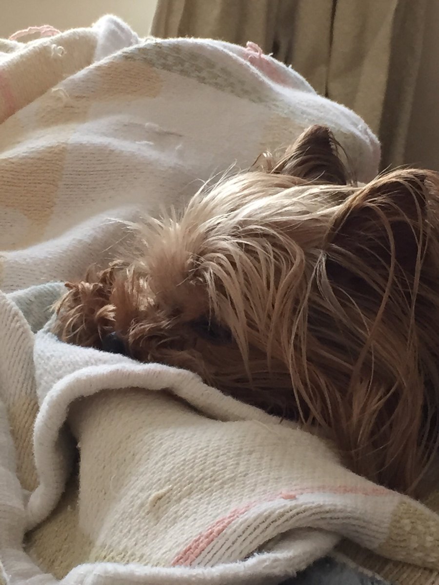 insanityhill's tweet photo. My Heart 💔My Sassy has crossed #RBB 🌈 God brought her into my Life 17 years ago and She brought a Light to my Life I LOVE YOU Sassy♥️💔♥️🌈 https://t.co/jTWRJiYRAr