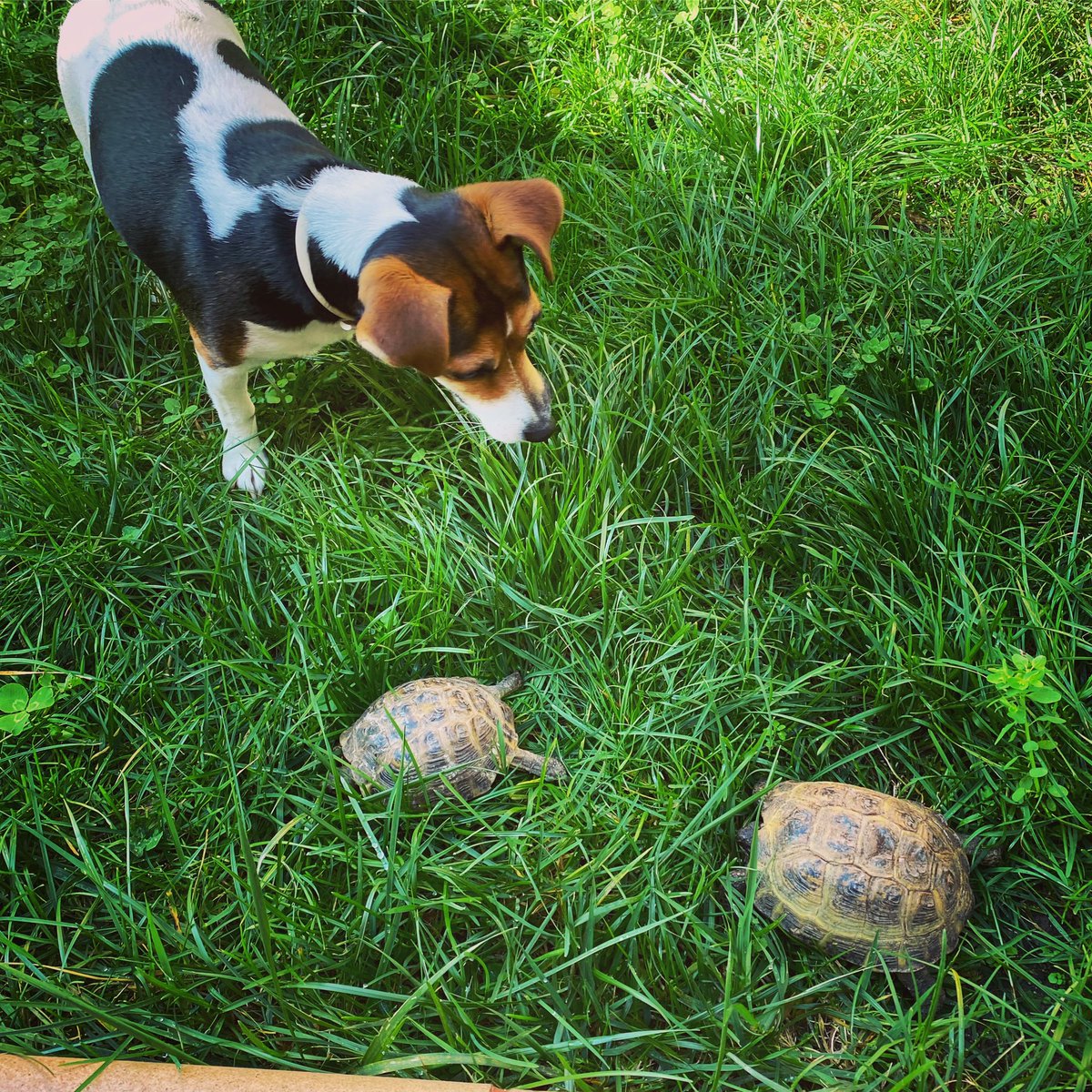 desdelaraspa's tweet photo. Lola is in da house🥰
#Brida #Panxeta #Lola #fullequip https://t.co/yO3bLCNnQf