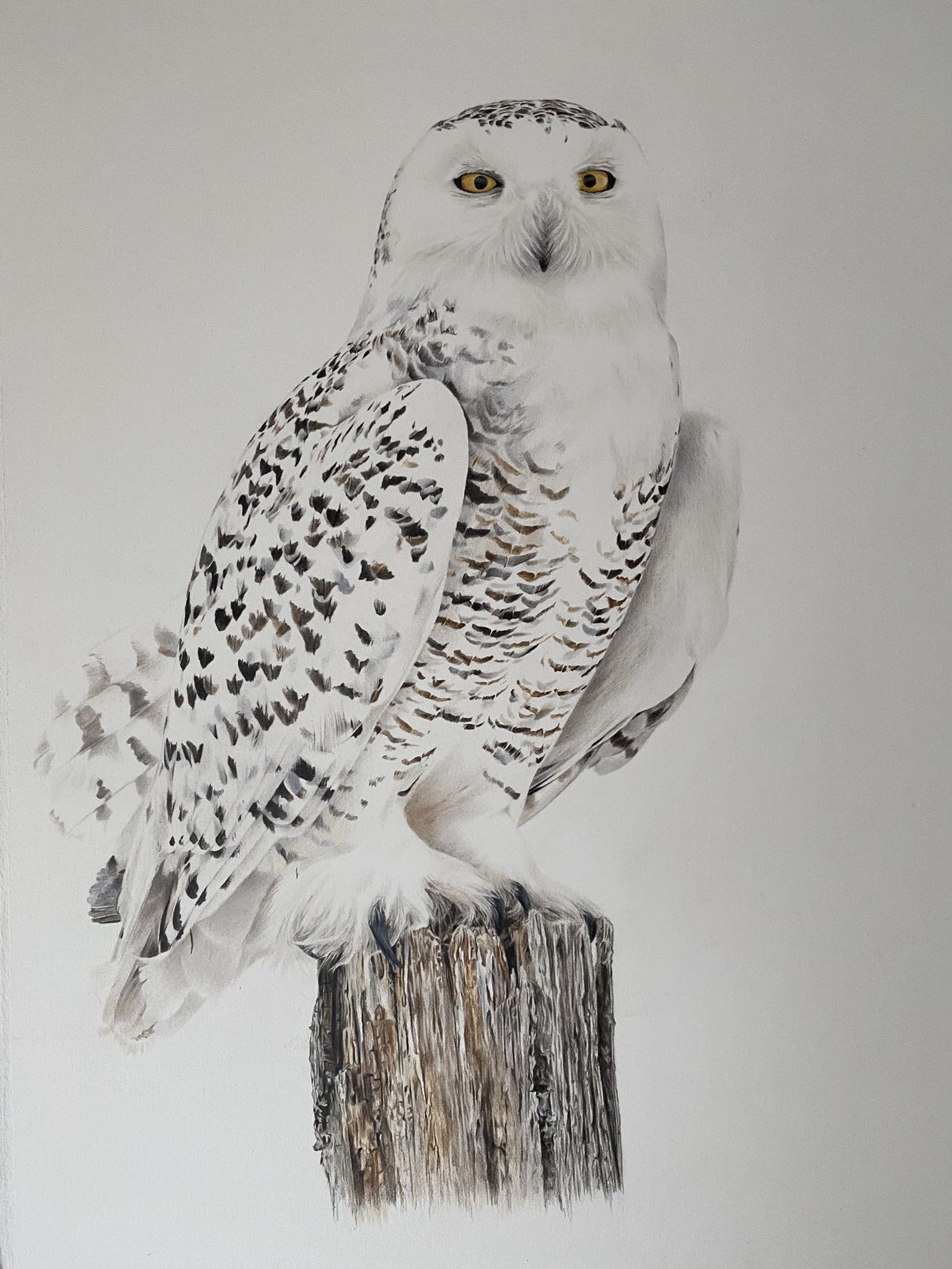 Birdorable Snowy Owl Photo Notebook (6.5