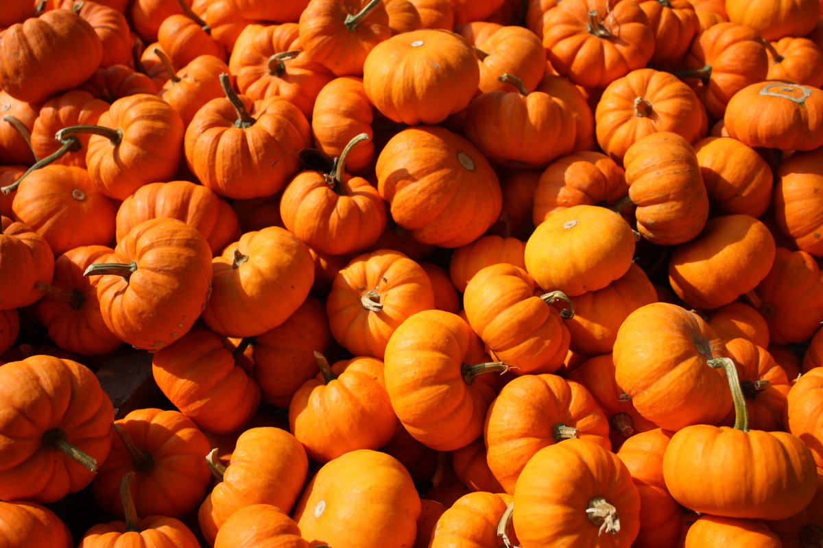 AgentRaffone's tweet photo. Have a Happy and Safe Halloween from the Frank Raffone Insurance Agency ! https://t.co/LSwGqO2ZFv
