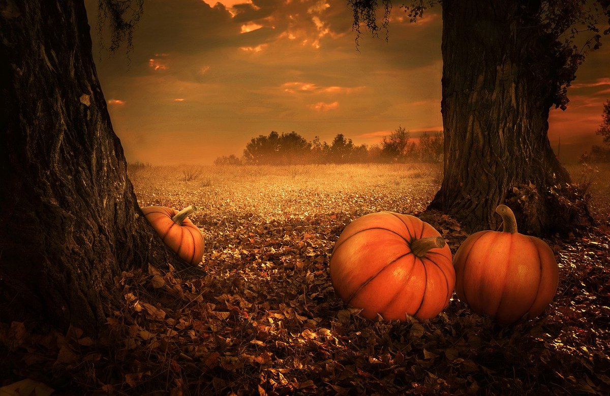 Happy Halloween everyone! We hope your day is filled with tricks, treats and lots of spooky fun!

#happyhalloween #trickortreat #spooky #october #halloweencostume #cpchealthcare #pumpkin #spookyseason #halloweendecor #fall #autumn