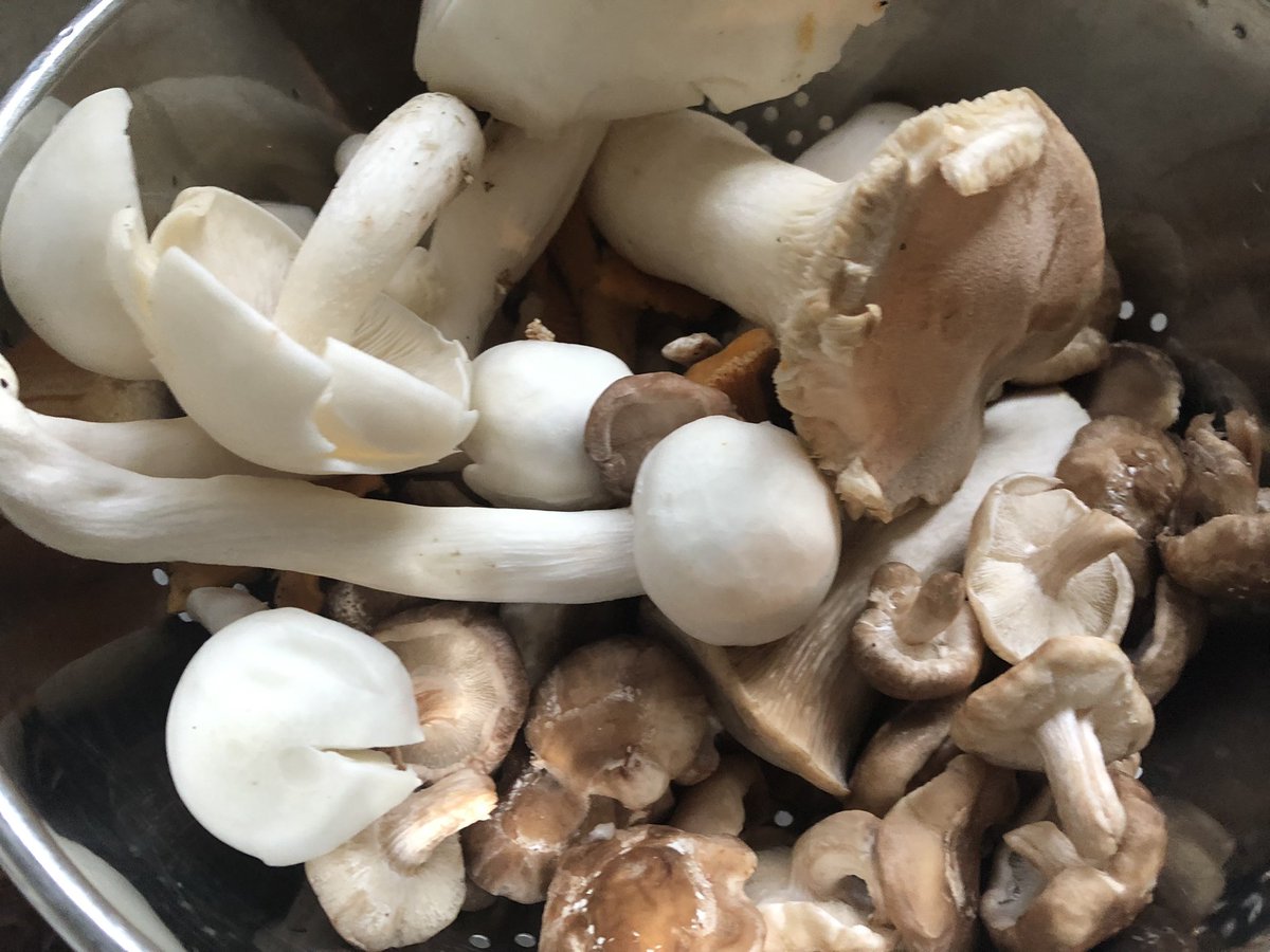 Eet paddenstoelen voor versterking van je #immuunsysteem! 
#bètaglucanen uit #paddenstoelen hebben een immuunmodulerend effect. Eet ze vooral in deze tijd voor een betere #weerstand tegen #griep en virussen 🦠 🦠 #shitake

Lees meer: 
natuurdietisten.nl/regelmatig-pad…
