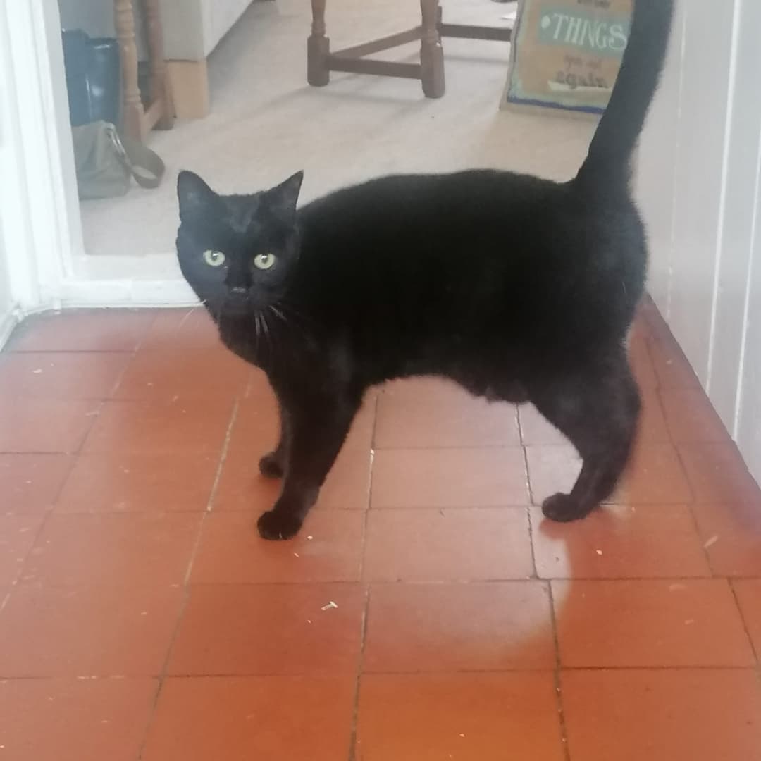 LippyLilli's tweet photo. A witch must be missing her familiar this Halloween. Had a spooky friend turn up at the backdoor today (they received a tuna-flavoured welcome) 🖤 https://t.co/LB1mYRHb2U