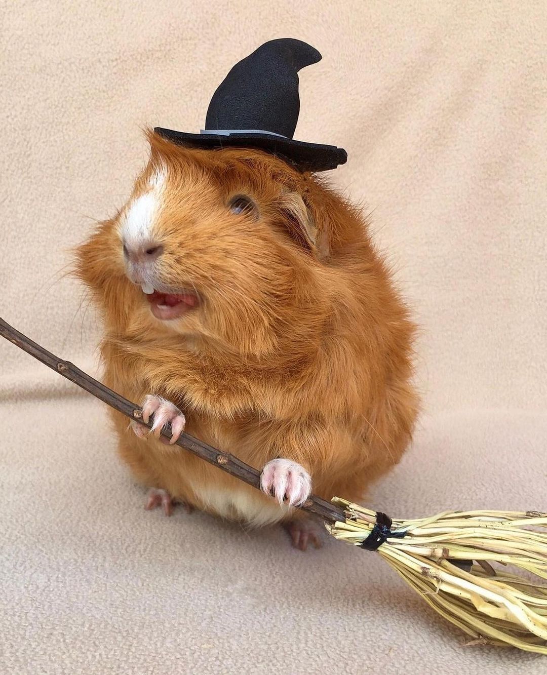 dressed guinea pigs Peruvian Guinea Pigs Have Their Own Runway Show  SUMAQ