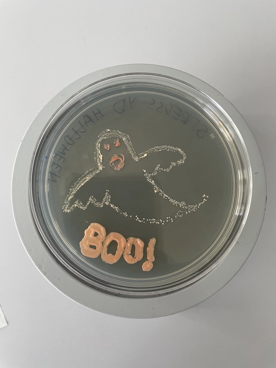 CornellCALS's tweet photo. Simply boo-tiful! Graduate student Savannah Preuss, studying the microbiology of winemaking in prof. Pat Gibney's food science lab, made this spook-tacular #yeast art with some carefully selected yeast strains. Happy Halloween! 👻 🎃  #Halloween #SciArt https://t.co/efZAOmPGB9