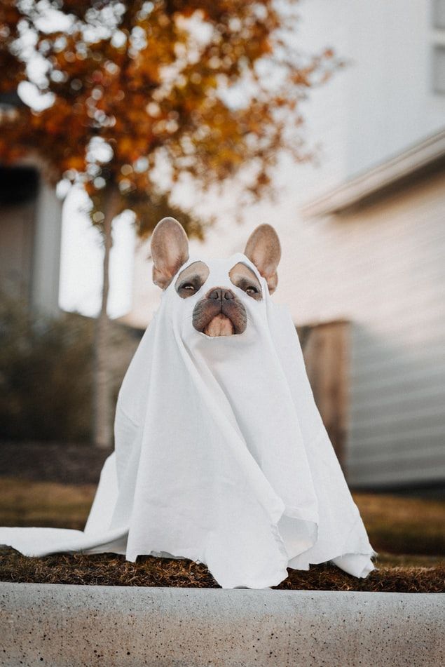 AcornMktDesign's tweet photo. From our family to yours, Happy Halloween!

#HappyHalloween #Halloween #AMBD #Boo https://t.co/Az9CAZ7ZNr