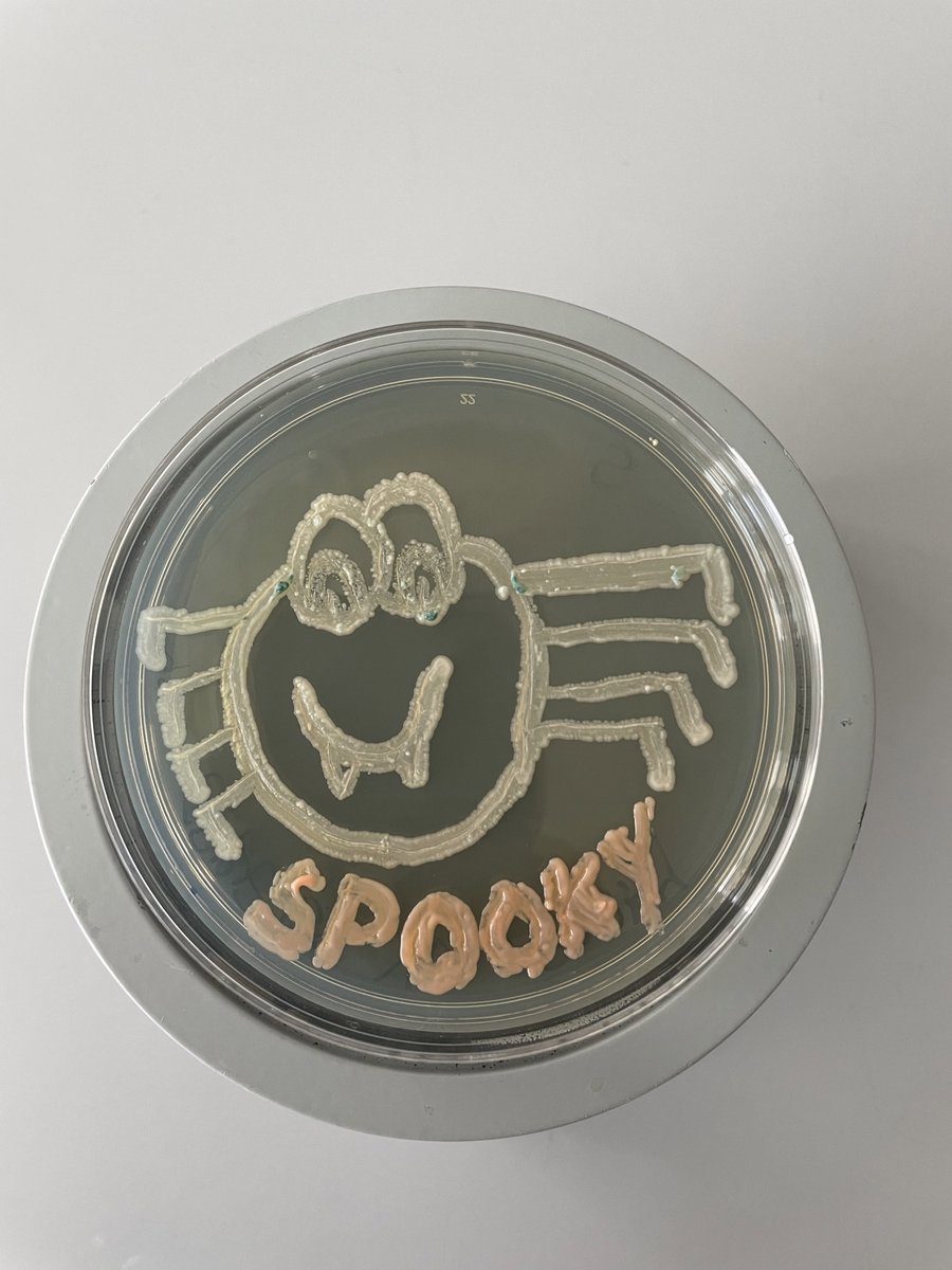 CornellCALS's tweet photo. Simply boo-tiful! Graduate student Savannah Preuss, studying the microbiology of winemaking in prof. Pat Gibney's food science lab, made this spook-tacular #yeast art with some carefully selected yeast strains. Happy Halloween! 👻 🎃  #Halloween #SciArt https://t.co/efZAOmPGB9