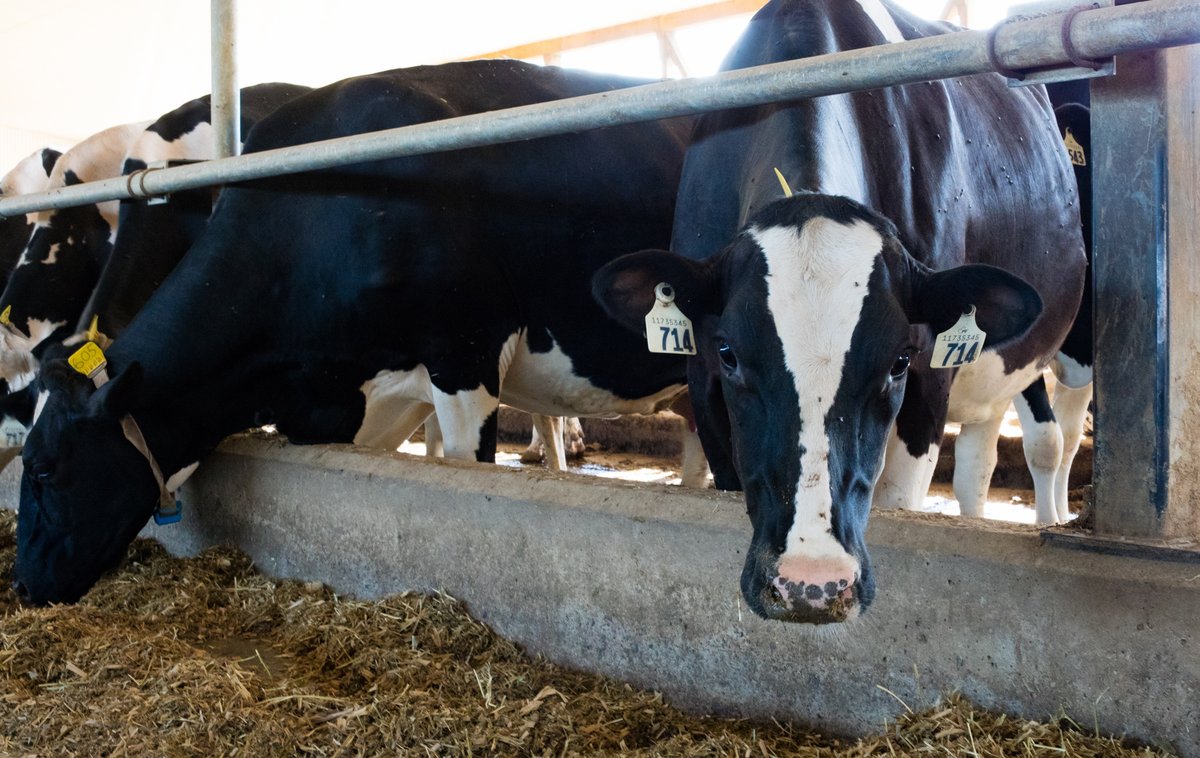 PRIDESeeds's tweet photo. A6018 G2 RIB has great dual-purpose characteristics for delivering high #silage tonnage with long-lasting stay-green and health. #FocusedOnPerformance #Plant22
Learn more: https://t.co/HPjg8ijOnp https://t.co/WDxtMUdFrw