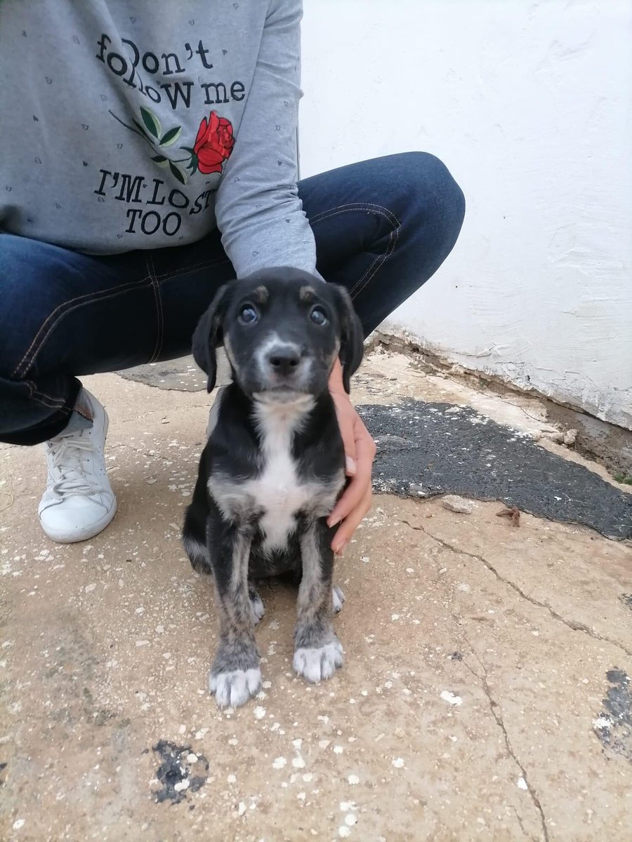 jjbrownlee's tweet image. Pronta per la partenza  verso Torino e a poche ore ci contattano per dirci che non la vogliono più. La cucciola, futura taglia medio/piccola si trova in un canile della  provincia di Brindisi 
Per info 339/1228589 da fb