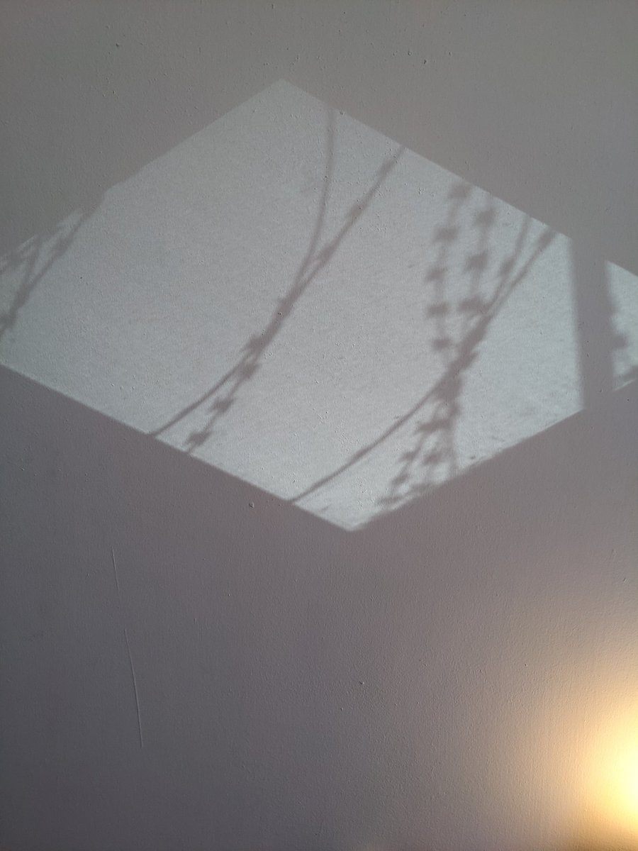 there's loads of barbed wire outside my window for some reason and sometimes when the light hits just right it produces a kind of carceral shadow show on my bedroom wall https://t.co/Gs0zXb78HC