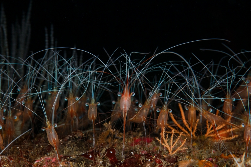 Today is the last chance to enter in order to be declared as the 2021 Master of Underwater Imaging. The deadline for entries is 11:59 PM PST today, 31 October!

underwatercompetition.com/Competitions/d…