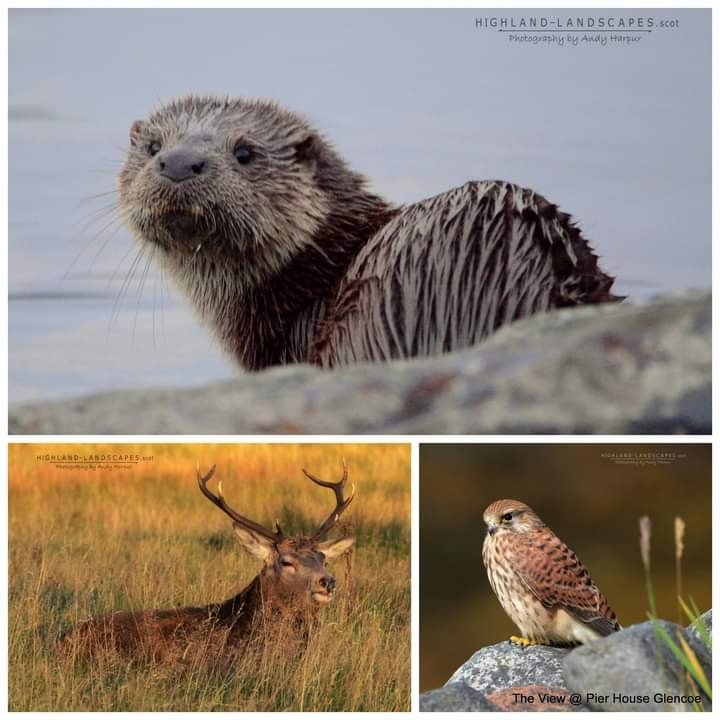 Lots of reasons to holiday in Glencoe photography just one of them. #highlandcoo #wildlife  #nature