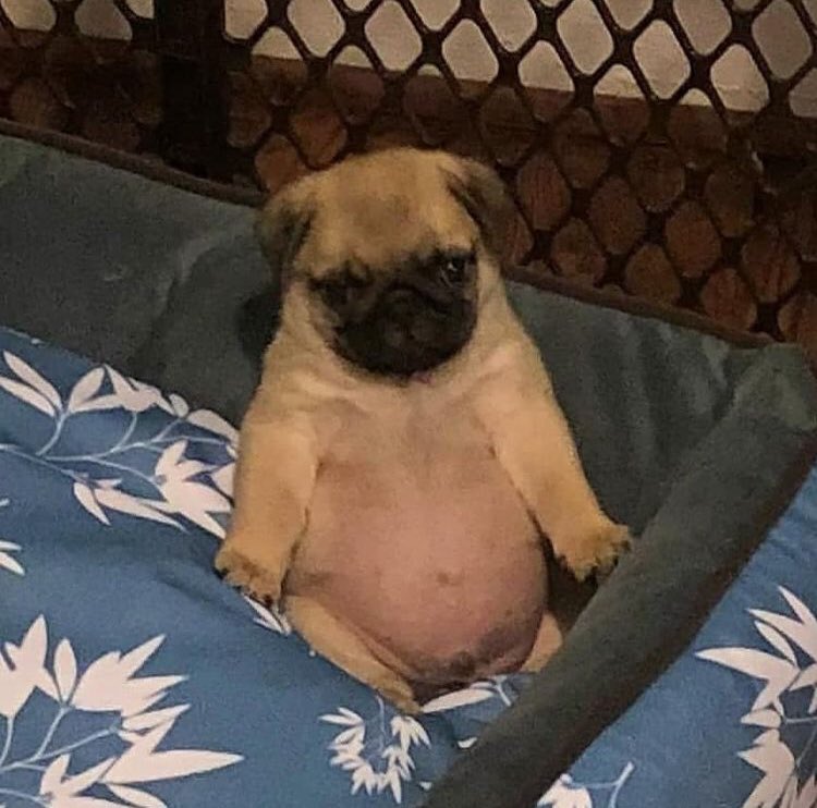 Loulou_thepug's tweet photo. dont look at my belly https://t.co/GpSsVtUSJq