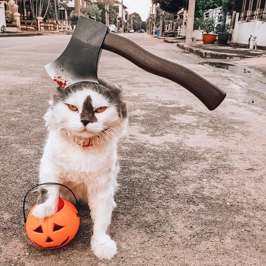 TranslatedCats's tweet photo. Prepare mackerel in front of the house, little one. https://t.co/hkmTQEnYGl