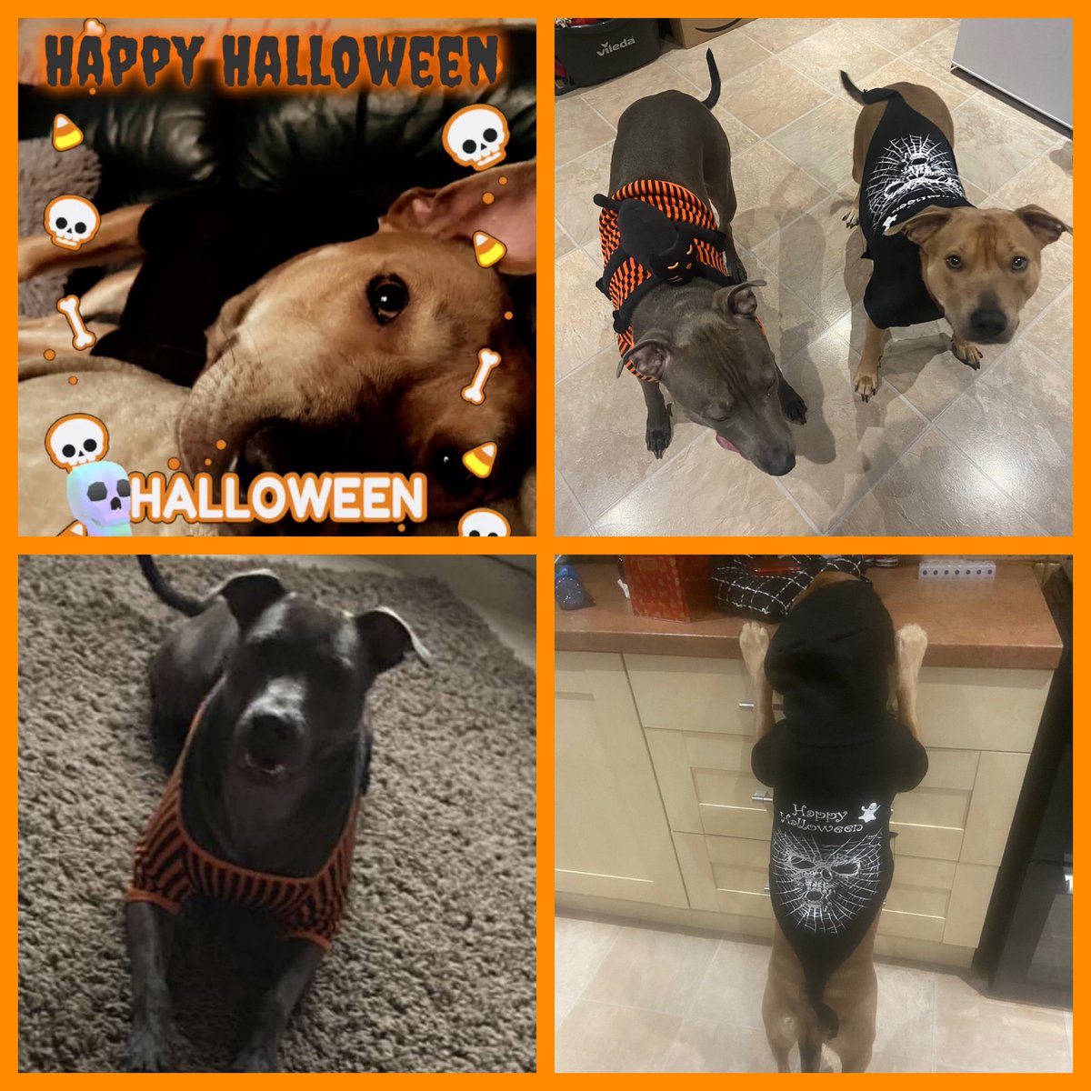 Happy Halloween! Do u like our outfits? 🐶🐾💕🐶🐾💕🎃👻🎃👻#halloween2021 #Halloween #Halloweendogs #dogsoftwitter #dogs #staffy #staffydogs #staffymoments #staffypup #staffypuppies #staffydog #staffydogs #staffysofig #staffyfamily #dogsofessex #dogcrew #dogsuk #essexdogs #essex